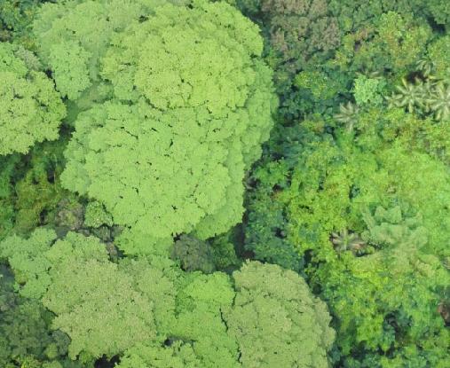 Dense tree canopy